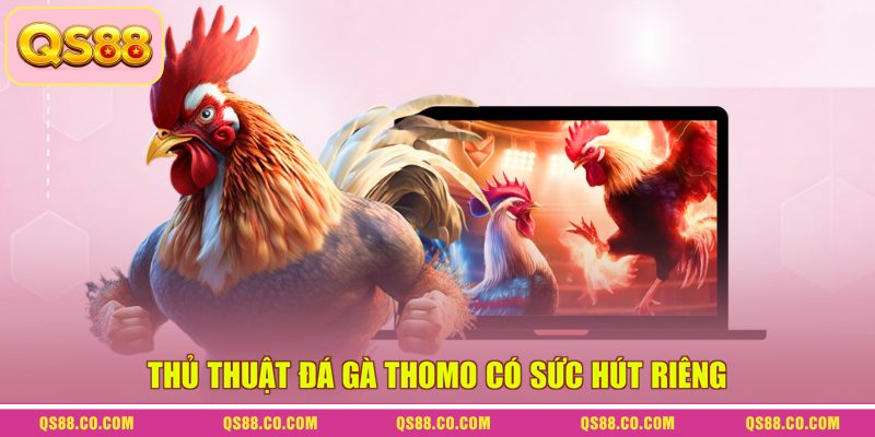 Thủ thuật đá gà Thomo có sức hút riêng Thủ thuật đá gà Thomo có sức hút riêng