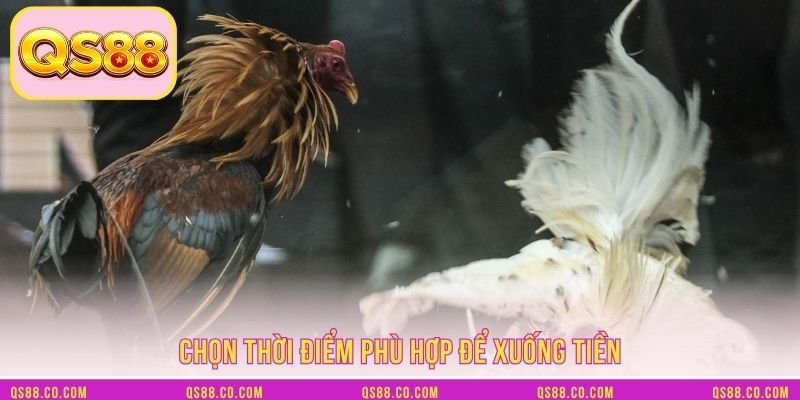 Chiến kê Asil - Thể lực và sức bền tốt Chiến kê Asil - Thể lực và sức bền tốt