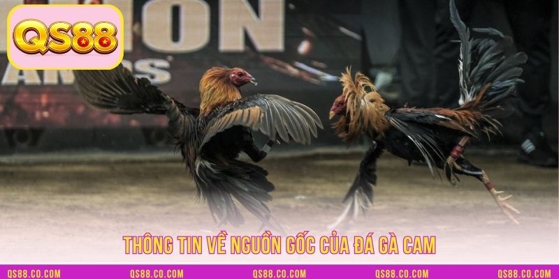 Thông tin về nguồn gốc của đá gà Cam Thông tin về nguồn gốc của đá gà Cam